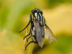 Oxysarcodexia varia
