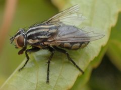 Oxysarcodexia varia