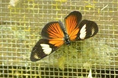 Castilia perilla