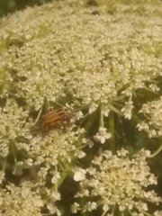 Chauliognathus marginatus