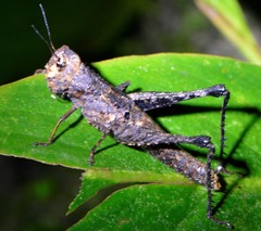 Maculiparia curtipennis