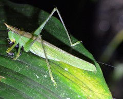 Melanophoxus brunneri
