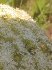 Chauliognathus marginatus