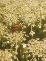 Chauliognathus marginatus