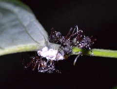 Dolichoderus decollatus