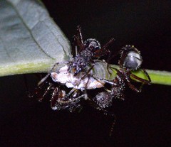 Dolichoderus decollatus