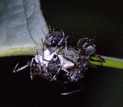 Dolichoderus decollatus