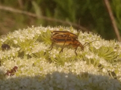 Chauliognathus marginatus