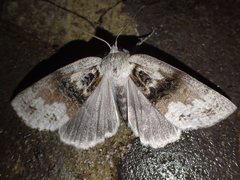 Mochlotona phasmatias