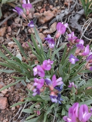 Astragalus spatulatus