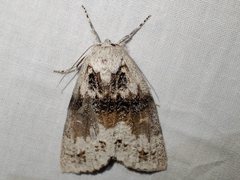 Mochlotona phasmatias