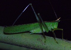 Melanophoxus brunneri