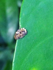 Dasyvalgus formosanus