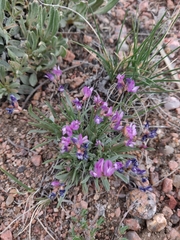 Astragalus spatulatus