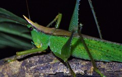 Melanophoxus brunneri