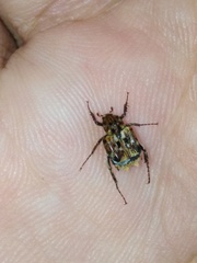 Dasyvalgus formosanus