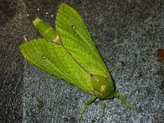 Aenetus eximia