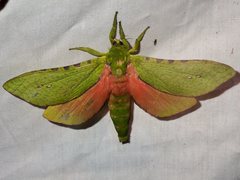 Aenetus eximia
