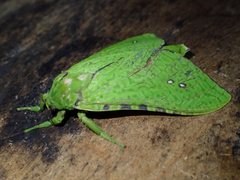 Aenetus eximia