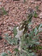 Oxytropis sericea