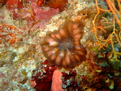 Cynarina lacrymalis