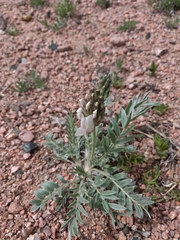 Oxytropis sericea