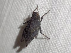 Tetrix irrupta accola