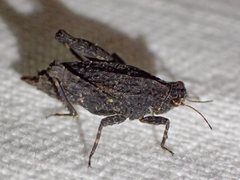 Tetrix irrupta accola