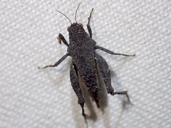 Tetrix irrupta accola