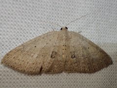 Poecilasthena anthodes