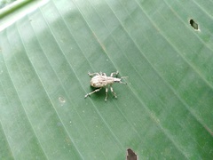 Dermatoxenus caesicollis