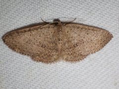 Poecilasthena anthodes