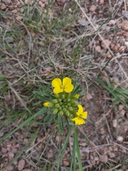 Erysimum asperum