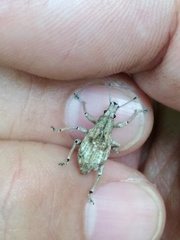 Dermatoxenus caesicollis