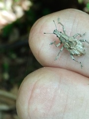 Dermatoxenus caesicollis