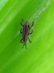 Sphenocorynes kosempoensis