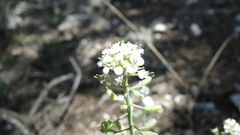Sphaerocardamum divaricatum