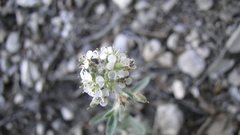 Sphaerocardamum divaricatum