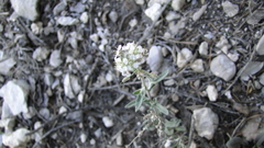 Sphaerocardamum divaricatum