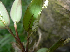 Stelis morganii