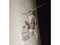 Nola delograpta