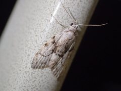 Nola delograpta