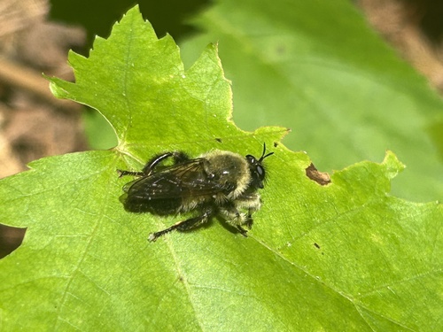 Yellow-waisted Laphria photo 4