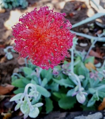 Kleinia fulgens