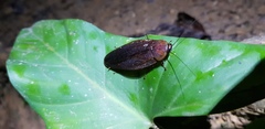 Blattoidae