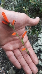 Castilleja integrifolia