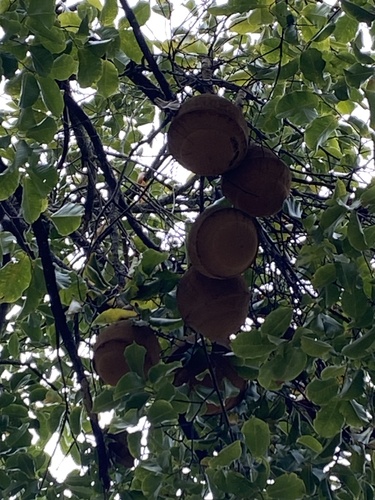 Foto de Sapucaia