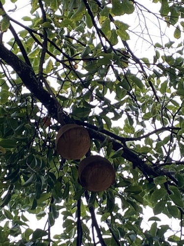 Foto de Sapucaia
