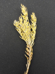 Thesium oresigenum
