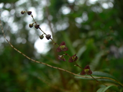 Stelis columnaris
